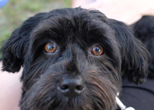 /Images/uploads/Humane Rescue Alliance/HRACalendarPhotoContest/entries/8517thumb.jpg